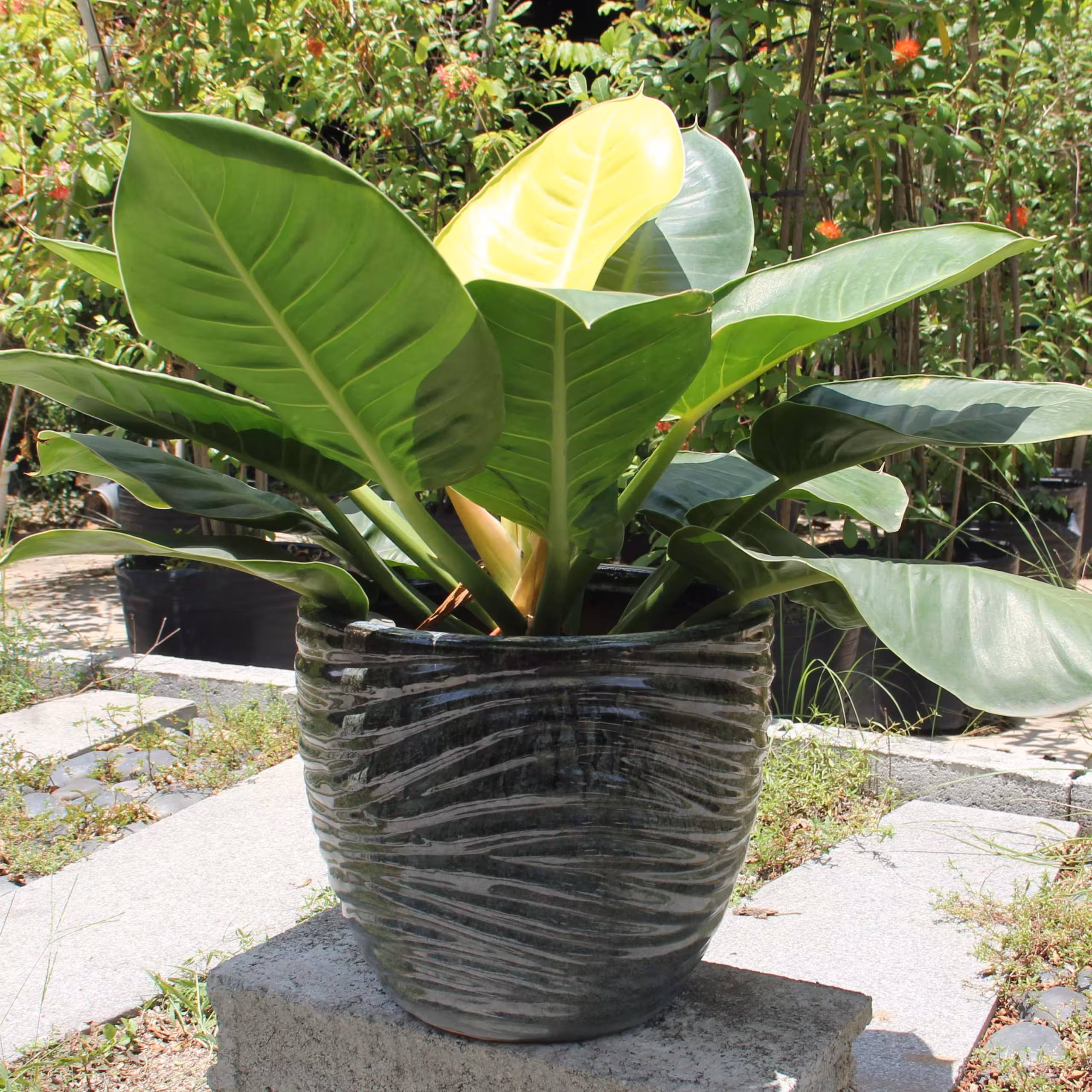 Chậu Men Acushnet