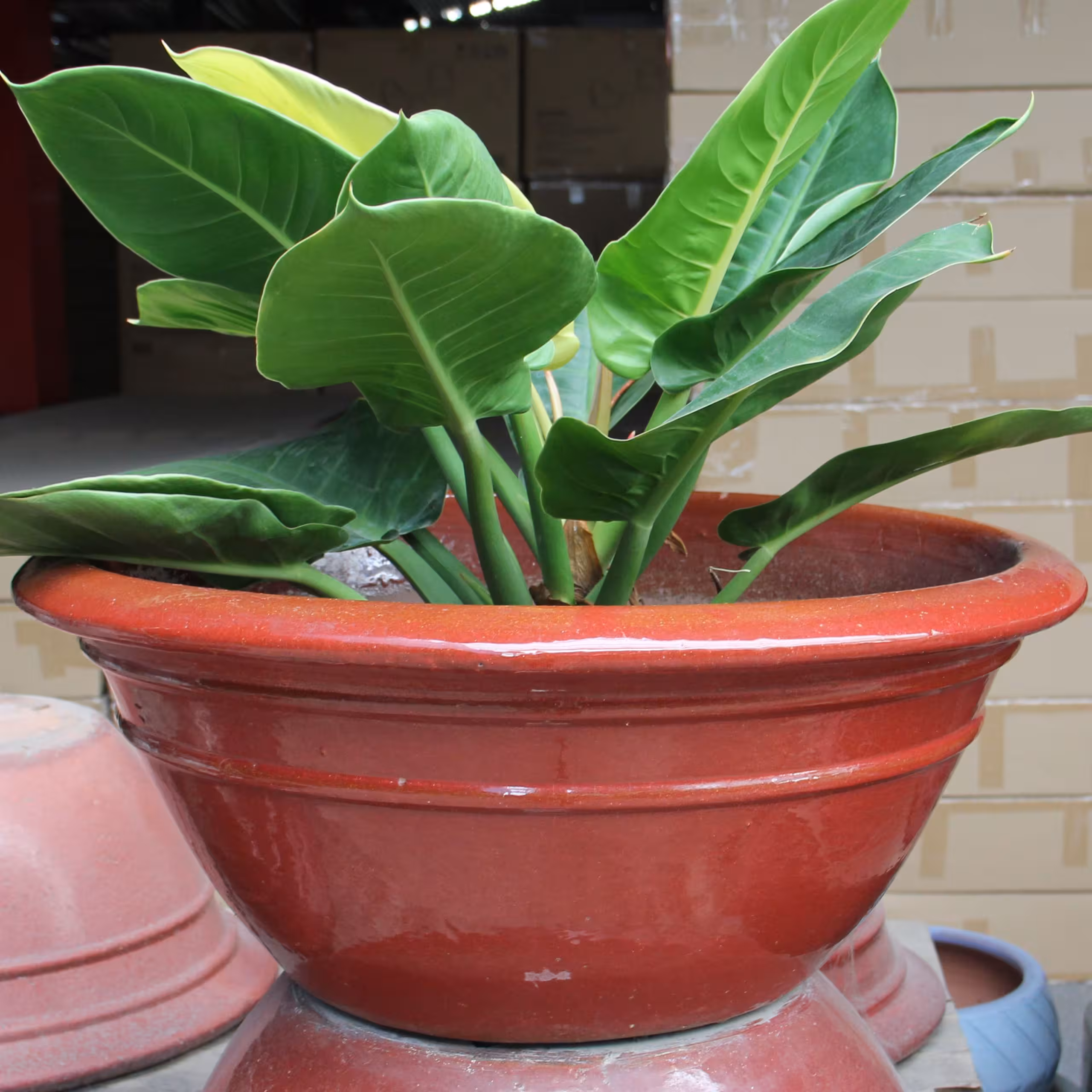 Chậu Men Mai