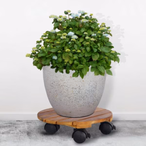 Đế Lót Chậu Cây Có Bánh Xe