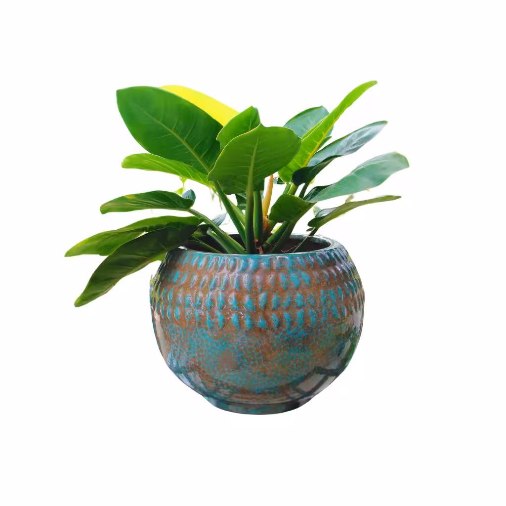 Chậu gốm chấm xanh đỏ Lava