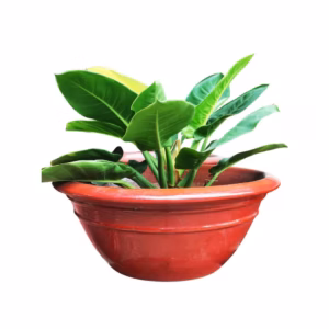 Chậu Gốm Mini Minard