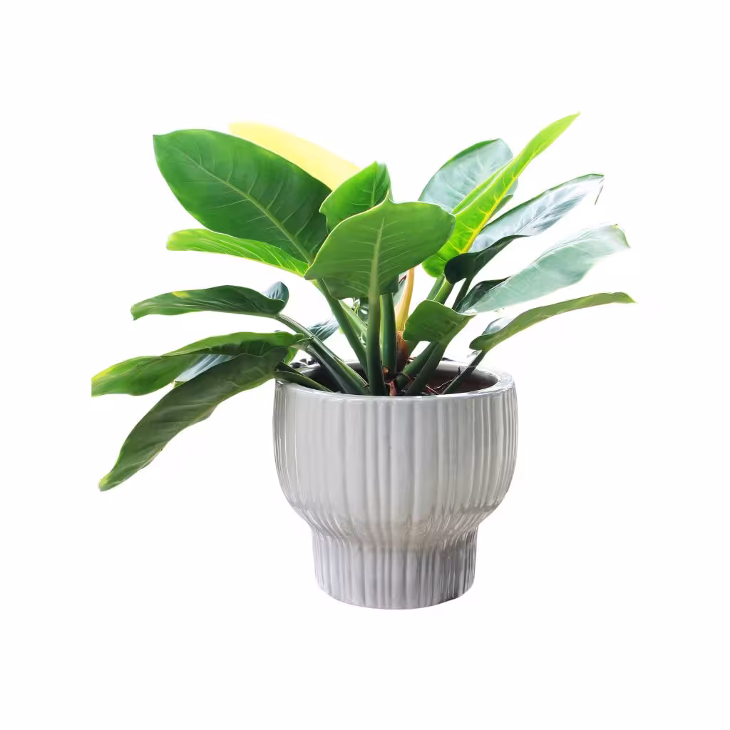 Chậu men Pure