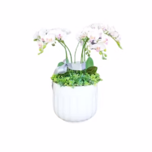 Chậu gốm trồng cây Moongo