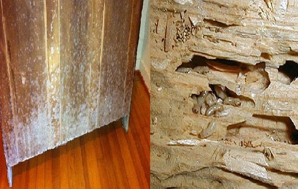 Hiện tượng gỗ bị mốc