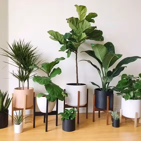 Chậu Cây Cảnh Trong Nhà Đẹp: Xu Hướng Trang Trí Nhà Ở Hiện Đại 4 Chậu Cây Cảnh Trong Nhà Đẹp: Xu Hướng Trang Trí Nhà Ở Hiện Đại