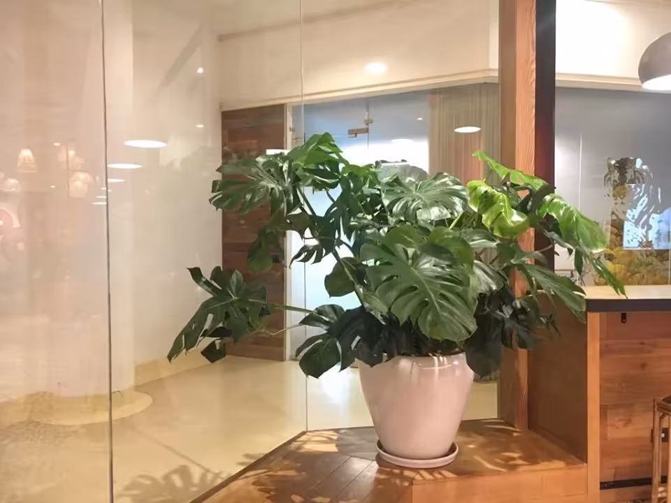 Chậu Cây Cảnh Trong Nhà Đẹp: Xu Hướng Trang Trí Nhà Ở Hiện Đại