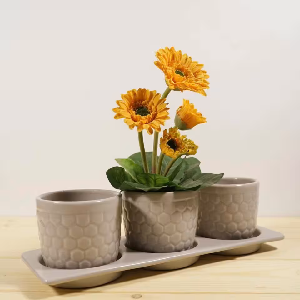 Gợi Ý Chậu Cây Cảnh Trong Nhà Đẹp Giúp Không Gian Thêm Sinh Động 9 Gợi Ý Chậu Cây Cảnh Trong Nhà Đẹp Giúp Không Gian Thêm Sinh Động