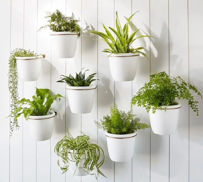 Gợi Ý Chậu Cây Trang Trí Đẹp Cho Phòng Khách, Ban Công, Văn Phòng 3 Gợi Ý Chậu Cây Trang Trí Đẹp Cho Phòng Khách, Ban Công, Văn Phòng
