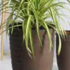 Shine Urn Poly Planter (Set Of 2) – Red Brown